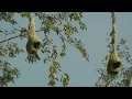 Baya weaver babui pakhi