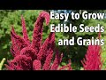 Easy to Grow Edible Seeds and Grains
