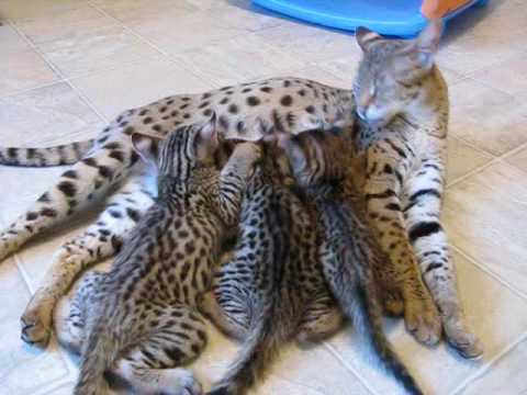 AJSavannahs F1 Savannah cat and F2B Savannah kittens Jimmy ...