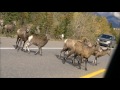 Опасности на дорогах Канады