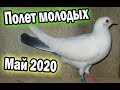 Зрелище! Красота! Полет Бакинских голубей | Май 2020 HD