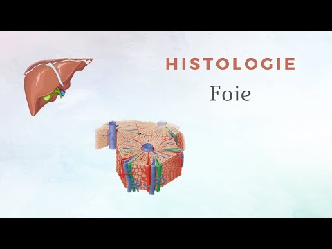 Histologie du Foie