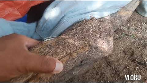 10 cây sống 10.bất kể cây gì. . hãy làm theo cách này