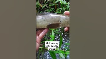 Kích cá mương vườn dính lóc khủng #sorts