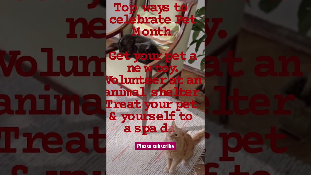 Top Ways to Celebrate Pet Month. 