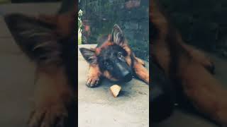 #teri mehrbaniya sweet #song || teri meharbani ya song with #German Shepherd #puppy || #cute gsd screenshot 1