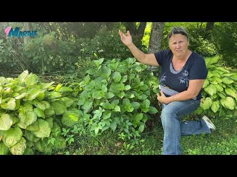 Vidéo: Comment faire fleurir un hortensia - Pourquoi mes hortensias ne fleurissent-ils pas