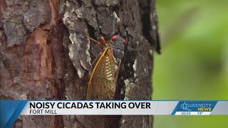 Fort Mill cicadas almost as loud as vacuum cleaner