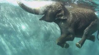 豪快に泳ぐゾウ！ サファリパークに専用プール
