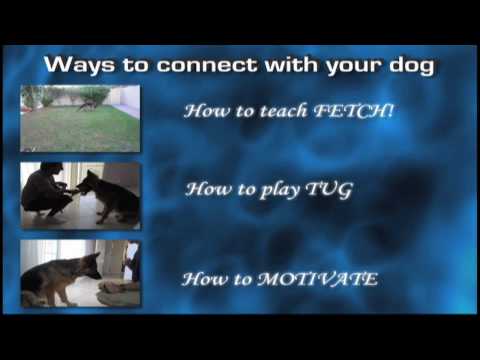 dog-training-tip:-connecting-with-your-dog.