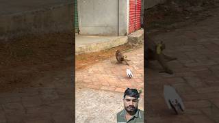 #monkey #funny #reels #trending #comedy #short #shorts #viral #india #fun #haryana #RJD #xpremant