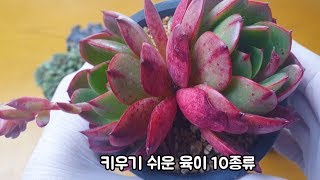 초보자님들이 키우기 쉬운 다육10종 소개및 키우기도 알아봐요~!Succulents