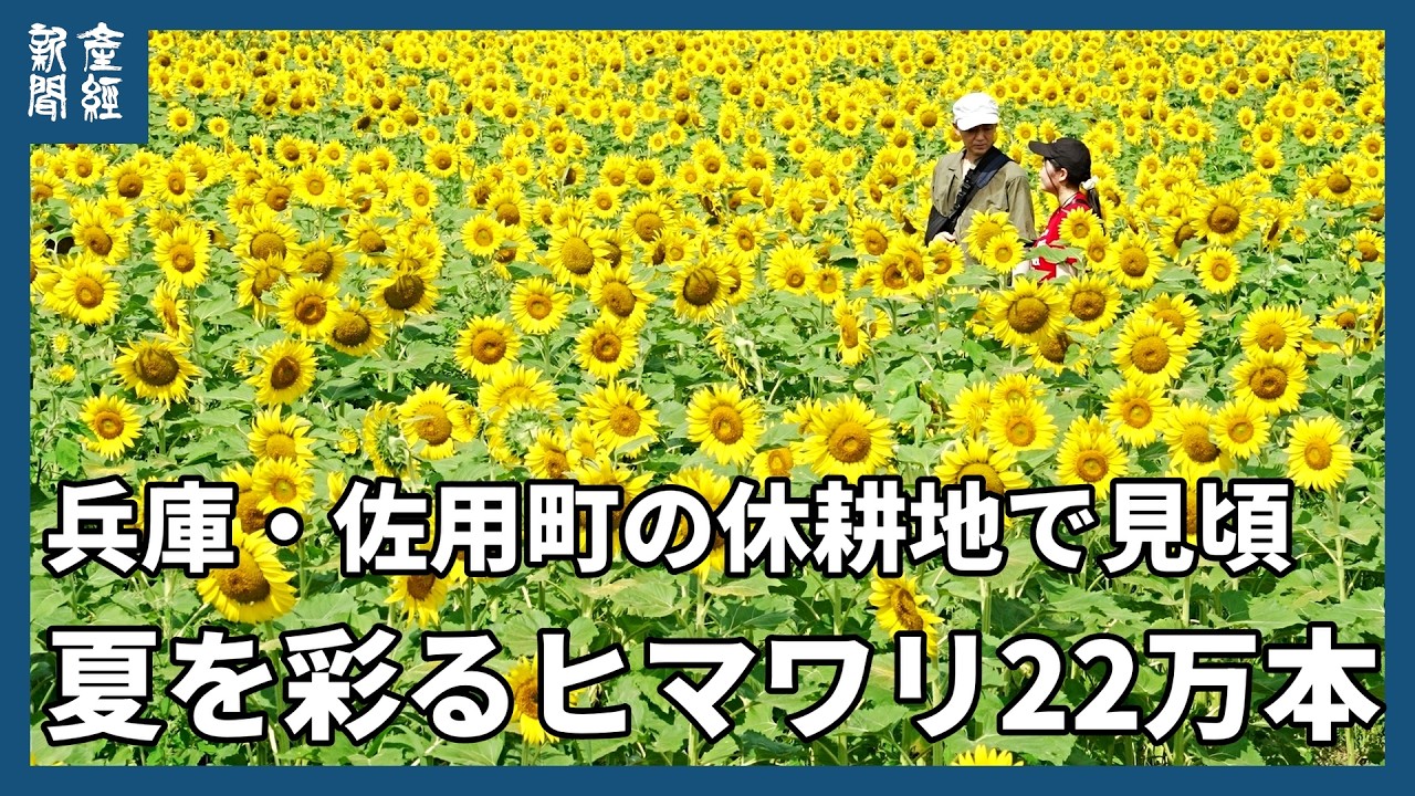 ビタミンカラーに元気もらえる」夏を彩るヒマワリ22万本が兵庫・佐用町