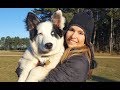 WOLFDOGS - WHICH TYPE TO GET? - YouTube