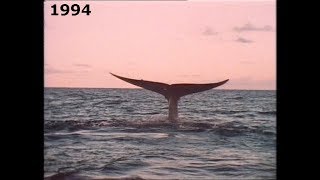 Huellas y Sombras, las Ballenas de Sri Lanka Documental de 1994