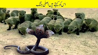 صحرا میں بڑی جنگ! کنگ کوبرا بمقابلہ منگوز | Big Battle In The Desert! King Cobra VS Mongoose