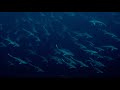 Andr musgrove underwater cinematography showreel