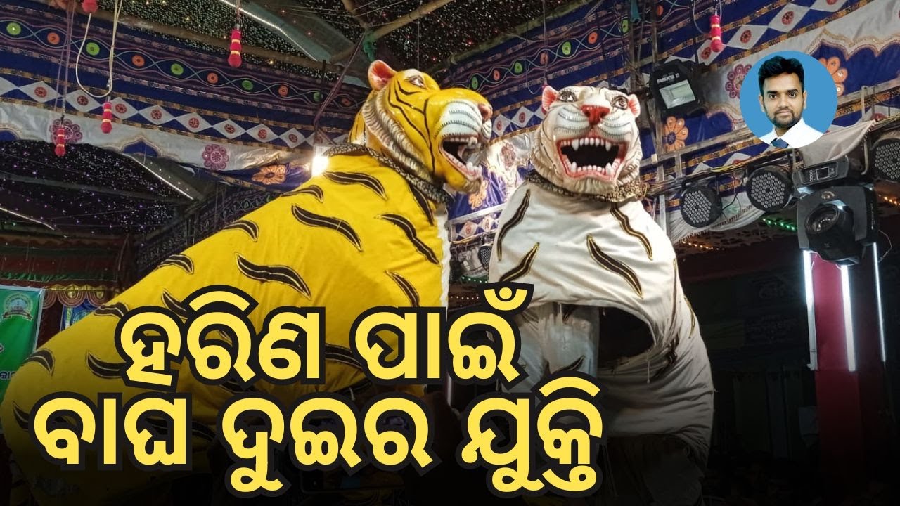 | ହରିଣ ପାଇଁ ବାଘ ଦୁଇର ଯୁକ୍ତି | Fighting Between Two Tigers For Deer