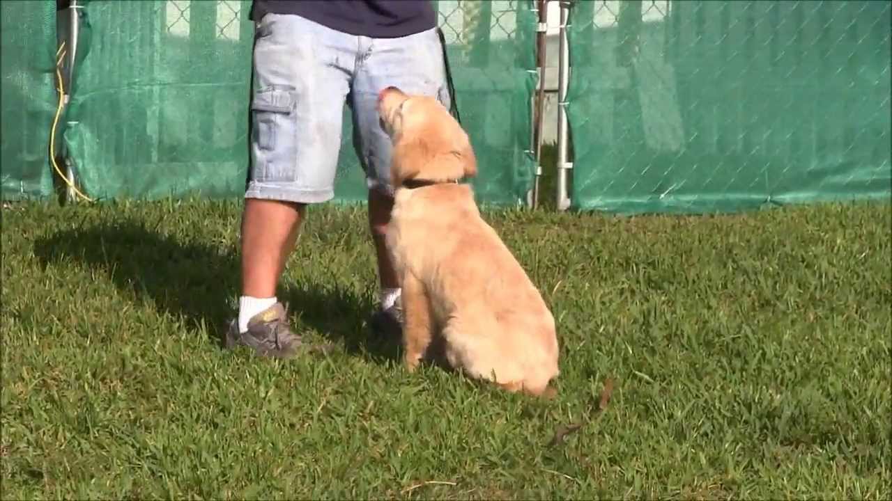 4 month old golden retriever