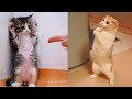 Funniest Animals - Best Of The 2021 Funny Animal Videos #11