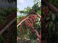 kopi Robusta super Cantik #farming #agrikultur #nature #teknikpertanian #satisfying #agriculture