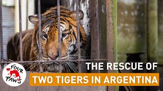 Argentina tiger rescue; the story so far