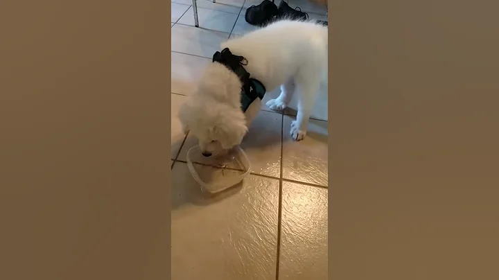 Kodi at the water bowl