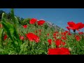 با صدای وحید تاج عالم عشق با صدای وحید تاج عالم عشق