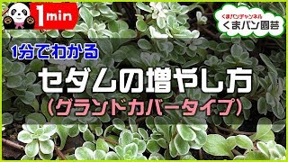 1分でわかる 多肉植物セダム増やし方 マンネングサ グランドカバー くまパン園芸 Youtube