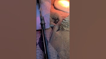 Aus Monitor Lizard Ackie monitors He