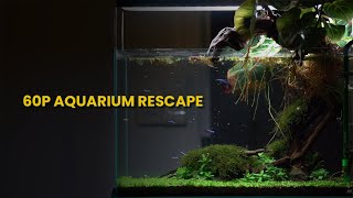 60p (17gal) aquarium community tank rescape