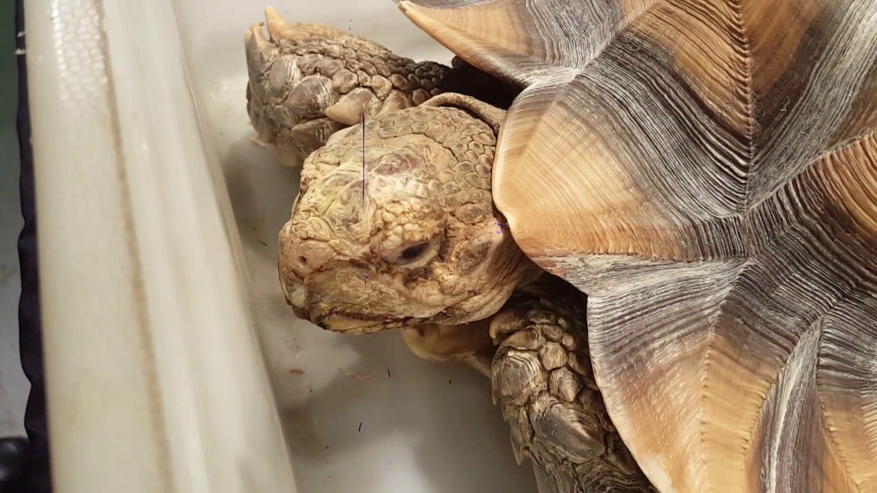 geckos food New York White Plains reptile expo 02/12/2017