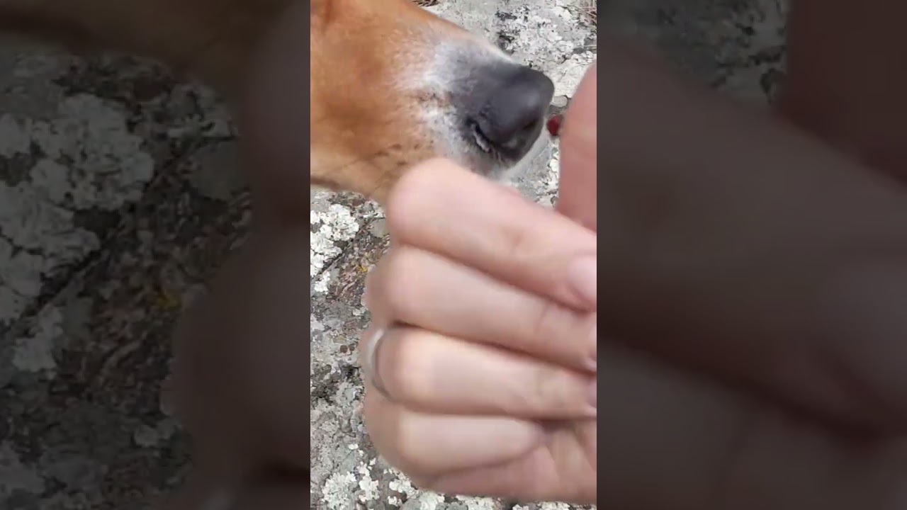 Sunny& the ladybug🐞