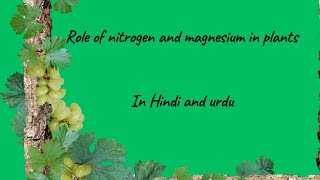 "Green Secrets: How Nitrogen and Magnesium Fuel Plant Growth"Explain in Hindi and urdu