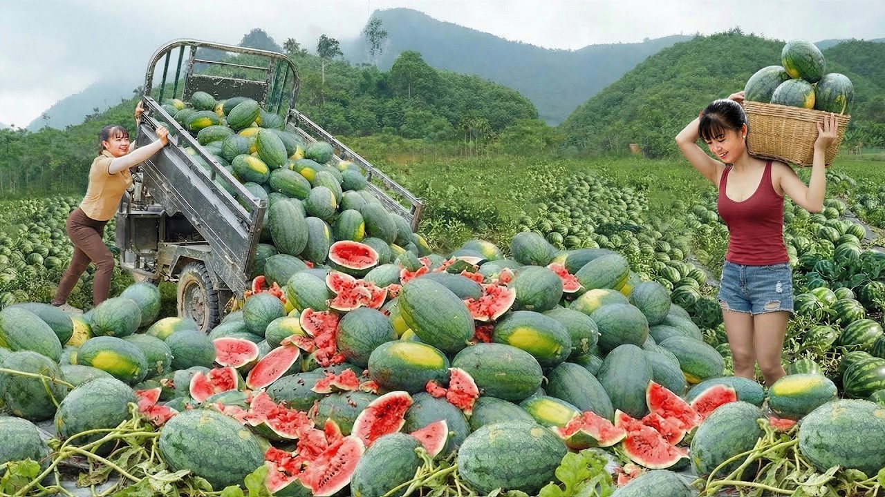 CEO Girl Picks Loads of Fresh Watermelons From the Farm and Sells Out Quickly at the Market