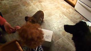 John Goes To Watch The Backyardigans