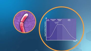 Bacterial Growth in the Lab
