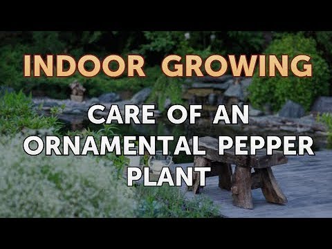 Care of an Ornamental Pepper Plant