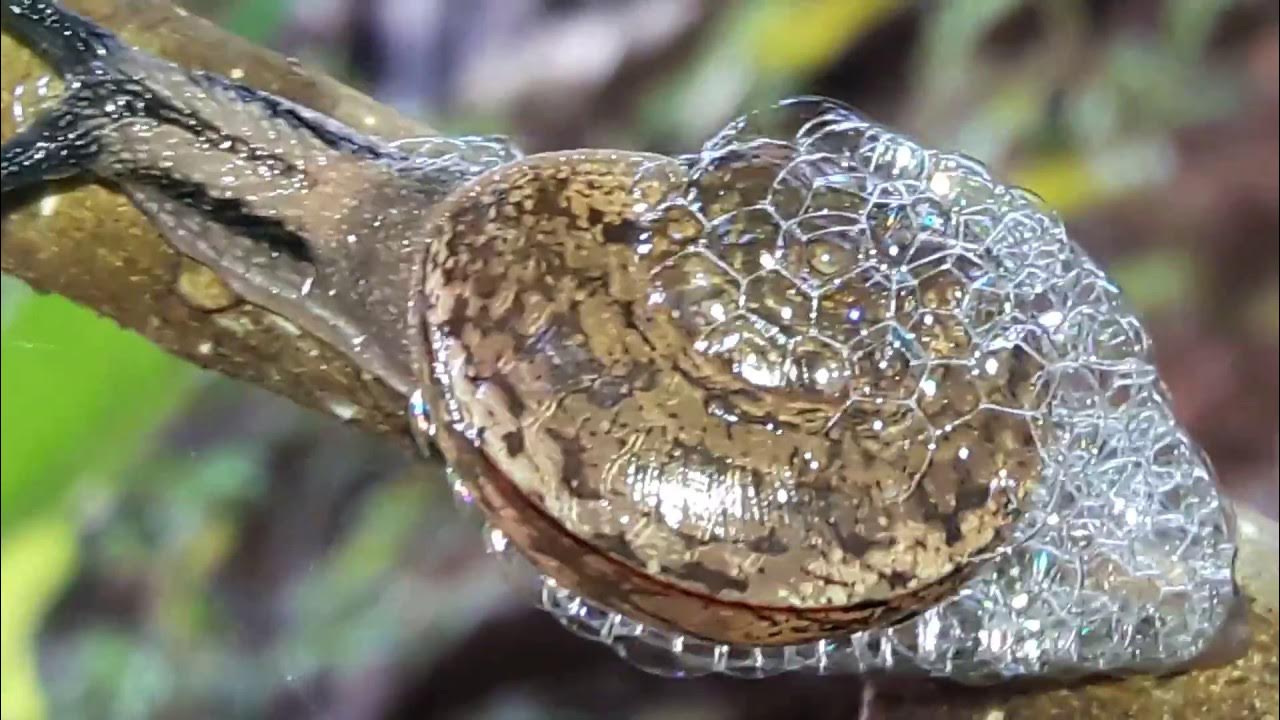 WHAT DOES IT MEAN WHEN SNAILS START BUBBLING? YouTube