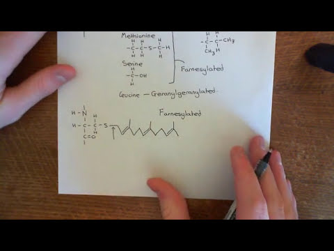 Video: Farnesylation Or Geranylgeranylation? Ujian Cekap Untuk Ujian Prenylation Protein Dalam Vitro Dan Dalam Vivo