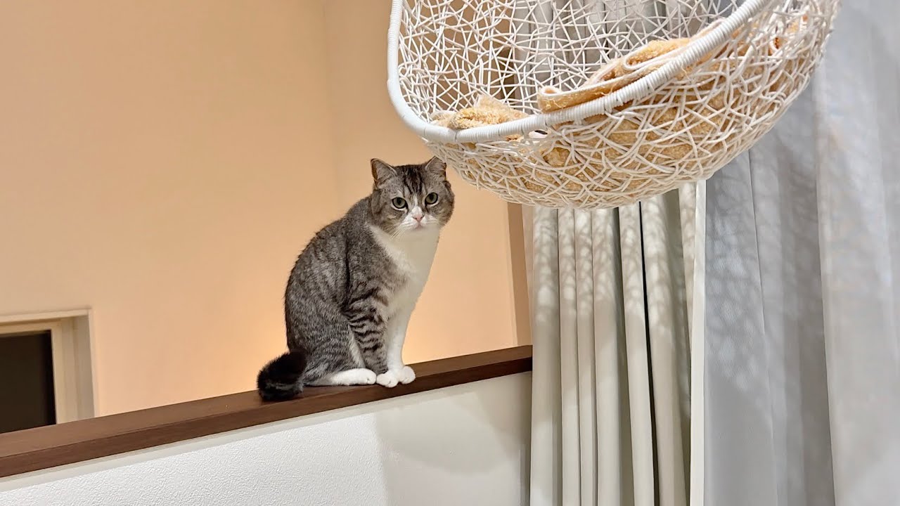 かごの中のおもちゃを取ってほしくて黙ってアピールしてくる猫が可愛すぎましたw