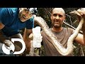 Las comidas de supervivencia más extremas | Ed Stafford al extremo | Discovery Latinoamérica