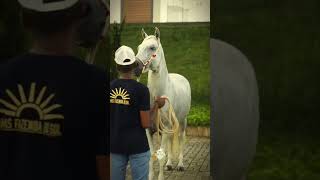 É daqui a pouco… e o clima já é de expectativa aqui no Haras dos Anjos