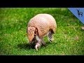which animal has the toughest skin?