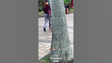 The Tiny Pup An Adorable Multilingual Journey Tinydog Cutepets Multilingual Languagelearning 