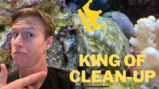 The BEST Member of the Cleanup Crew for Saltwater Fish Tanks (And 6 Reasons Why!) by Some Things Fishy 8,714 views 3 years ago 8 minutes, 31 seconds