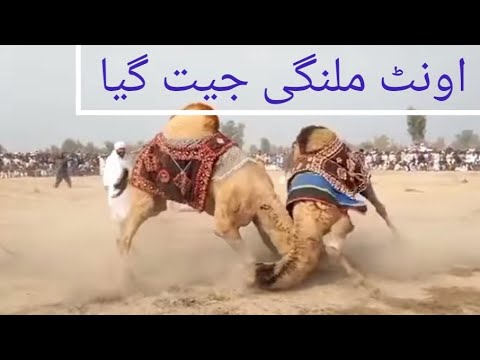 اونٹ ملنگی جیت گیا بہت بڑی کشتی  
