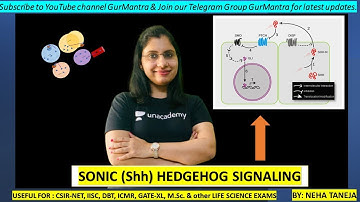 Hedgehog signaling Pathway | Hedgehog Pathway | Important Signaling in Cell & Developmental Biology