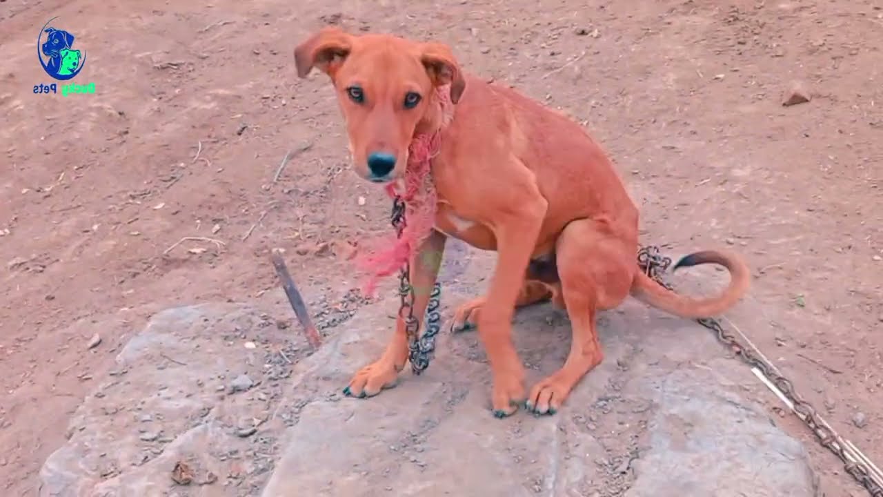 Why Does Everyone Like Dogs mating video facts?|the dodo dogs 