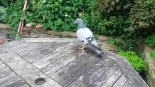 Pigeon pooping epic shot